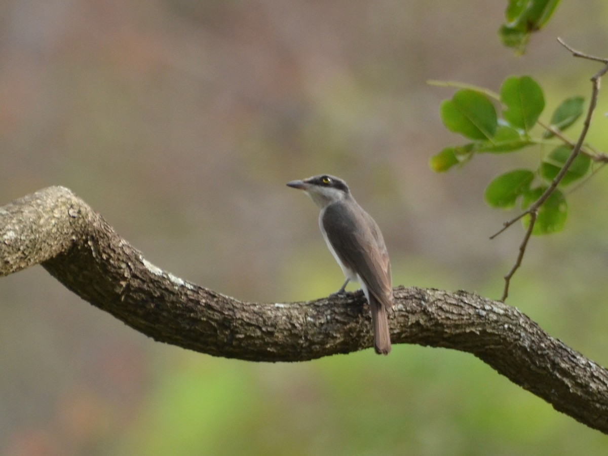 Common Woodshrike - ML432274361