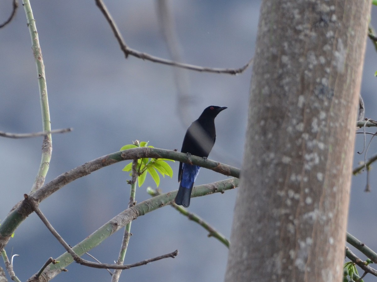 Asian Fairy-bluebird - ML432274501