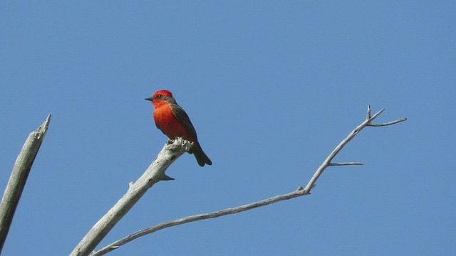 Vermilion Flycatcher - ML432274541