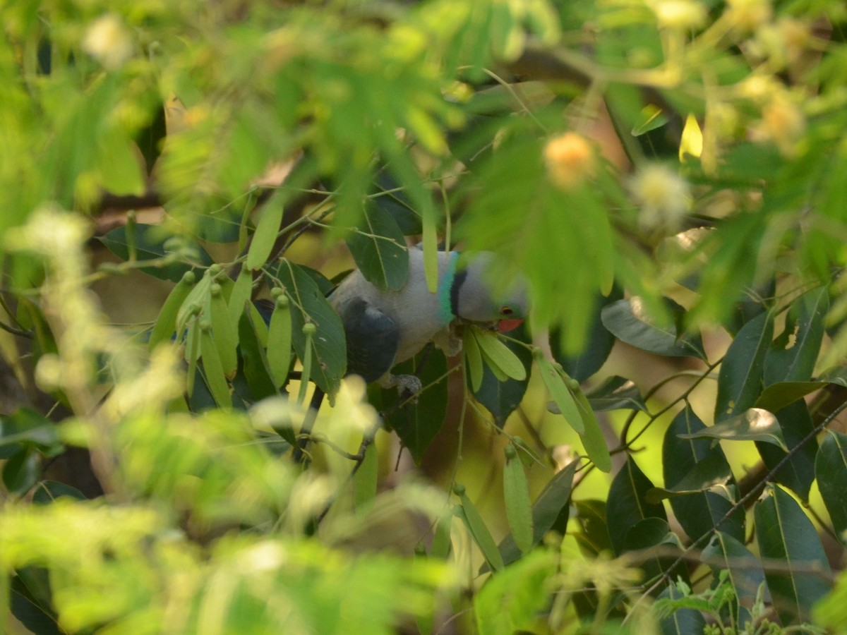 Malabar Yeşil Papağanı - ML432274551
