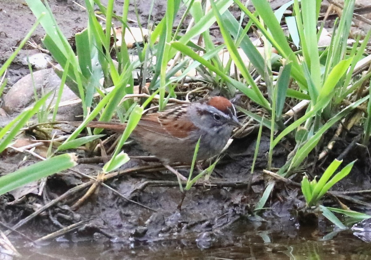Swamp Sparrow - Ronald Majors