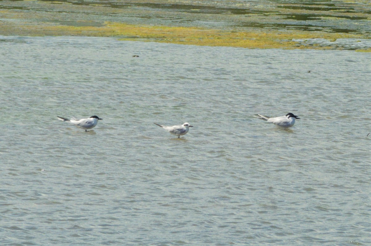 Gull-billed Tern - Ramon Ariel Ken Garcia