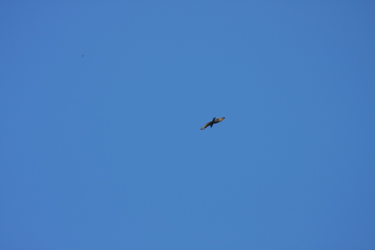 Oriental Honey-buzzard - Peter Kennerley