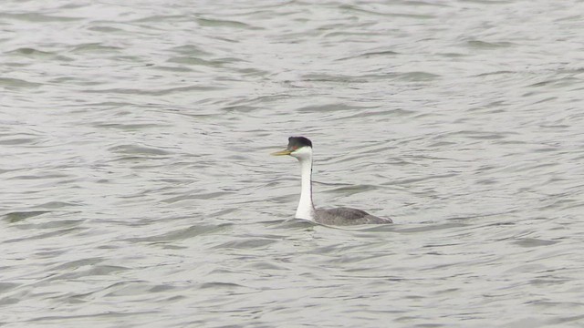 Western Grebe - ML432279121