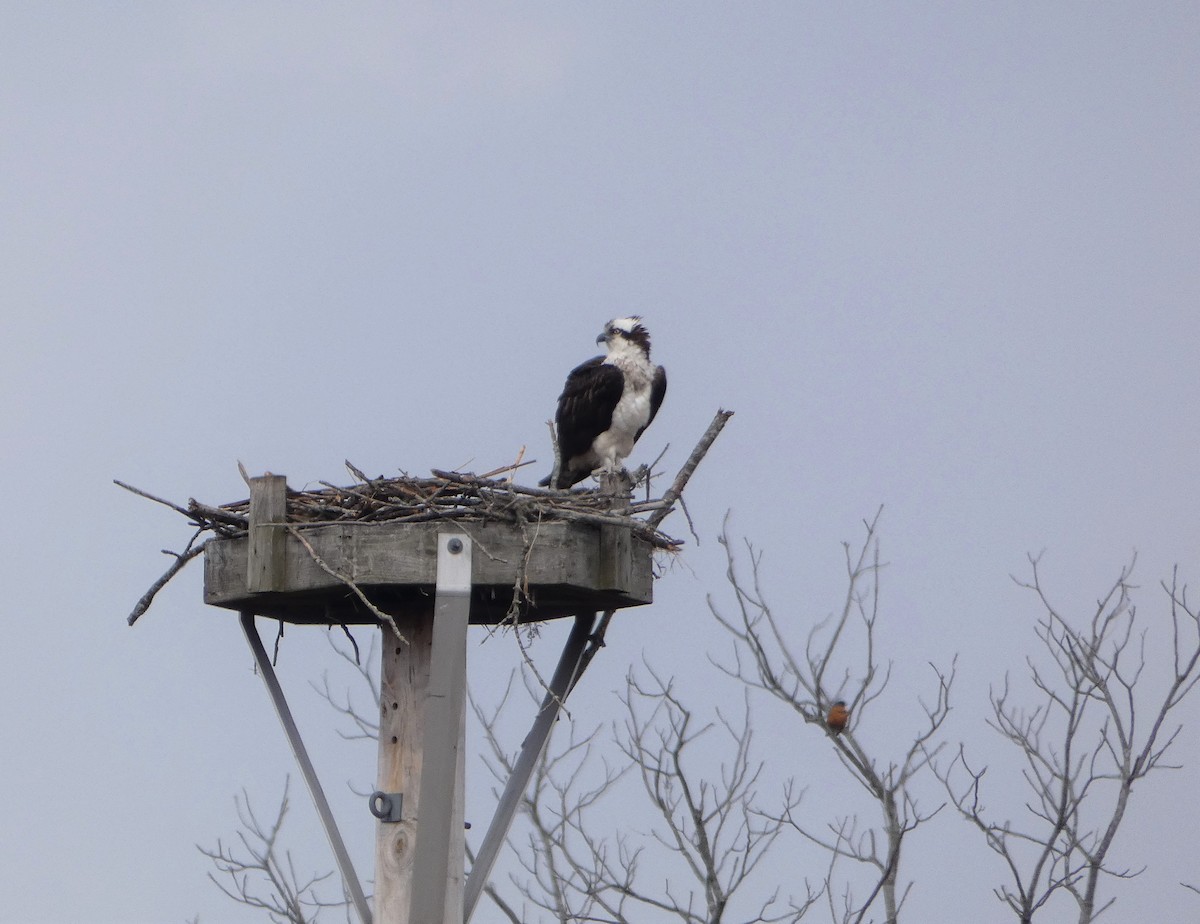 Osprey - Lisa Pool