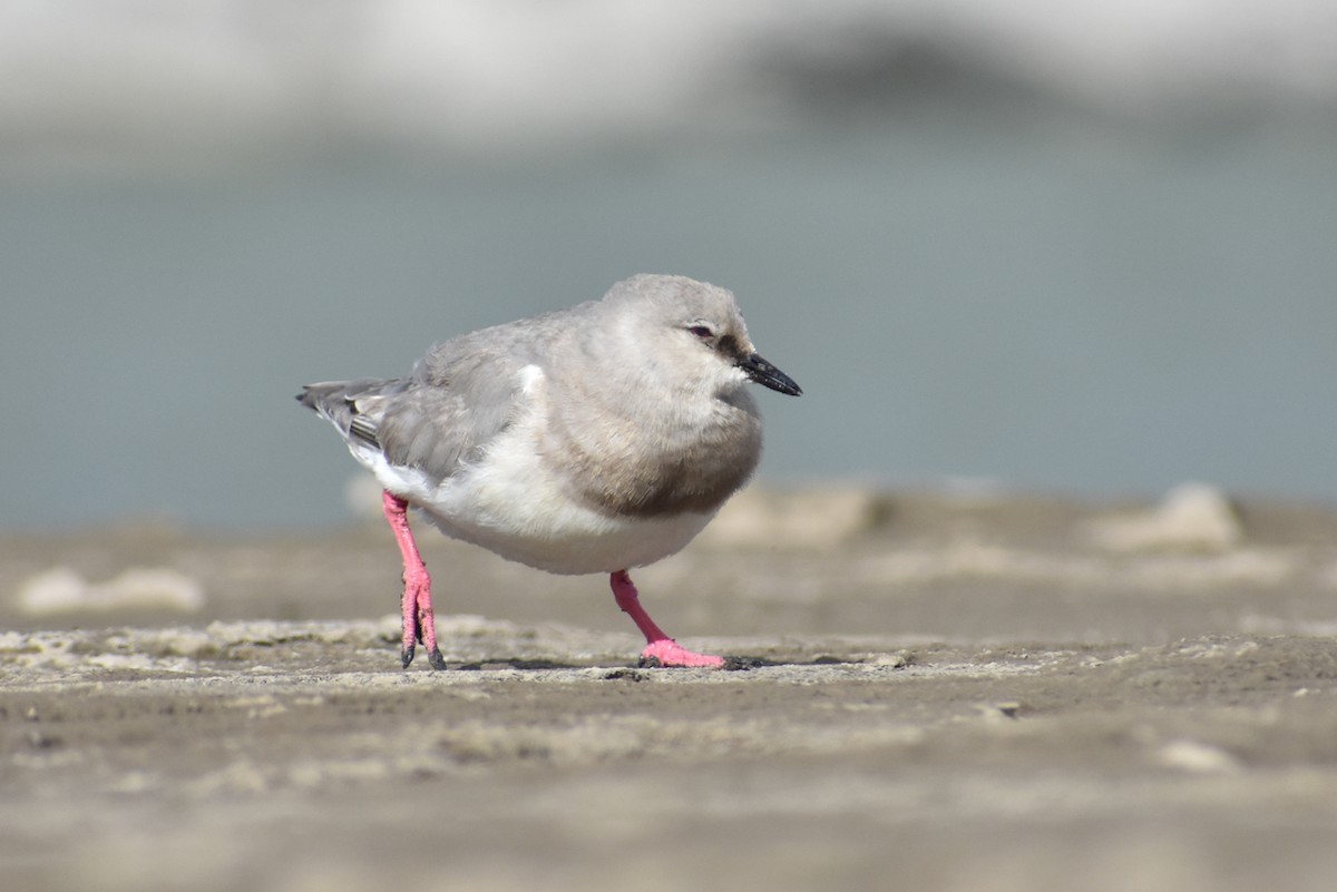 Magellanic Plover - Damián Ganime