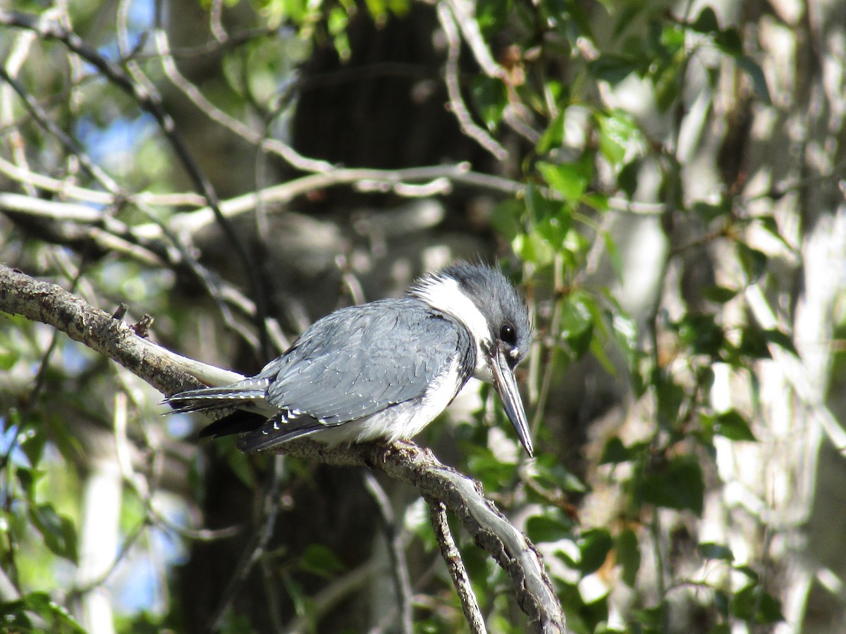 Belted Kingfisher - ML432280041