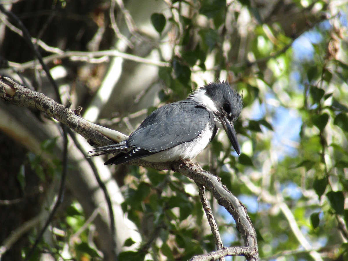 Belted Kingfisher - ML432280061