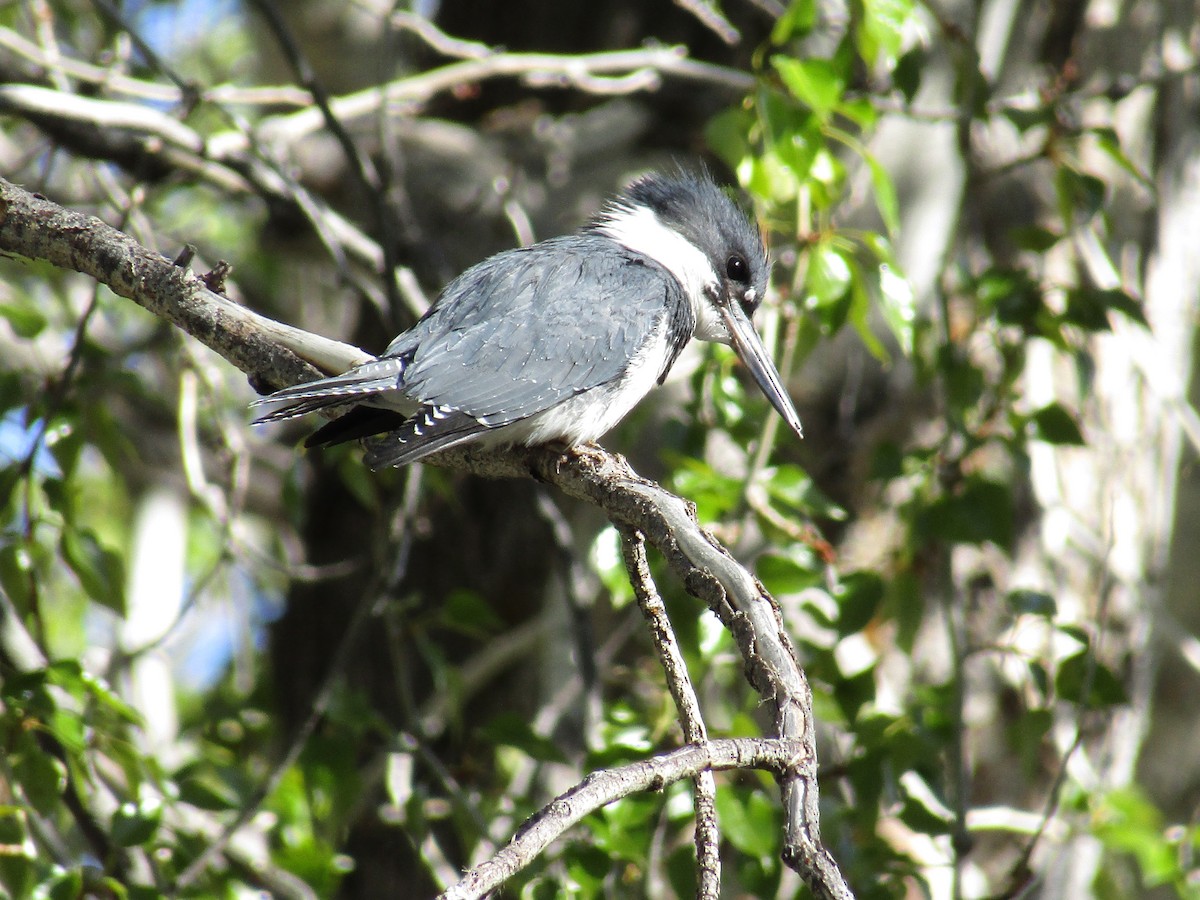 Belted Kingfisher - ML432280071