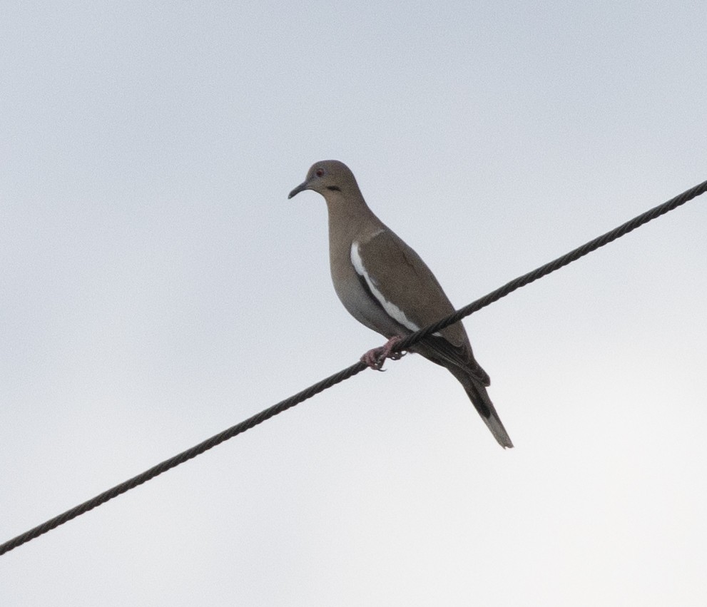 White-winged Dove - Lindy Fung