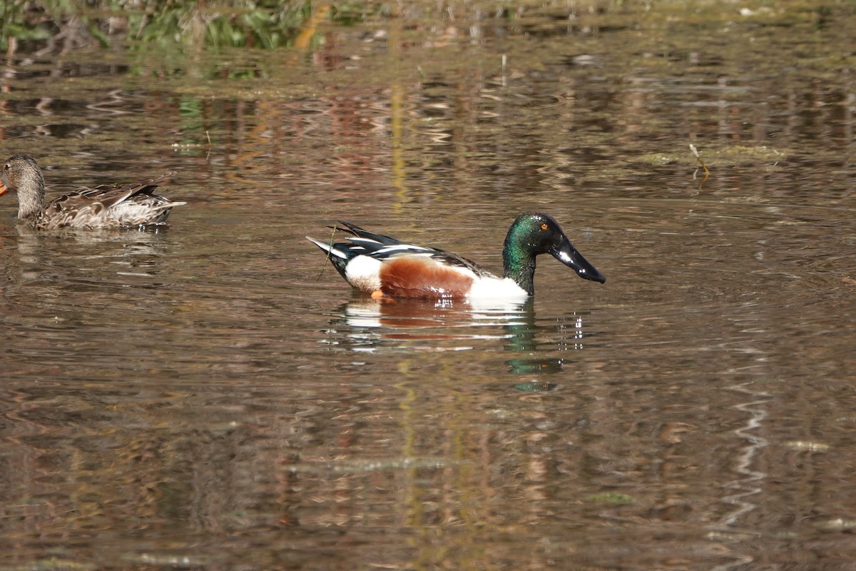 Northern Shoveler - ML432281961