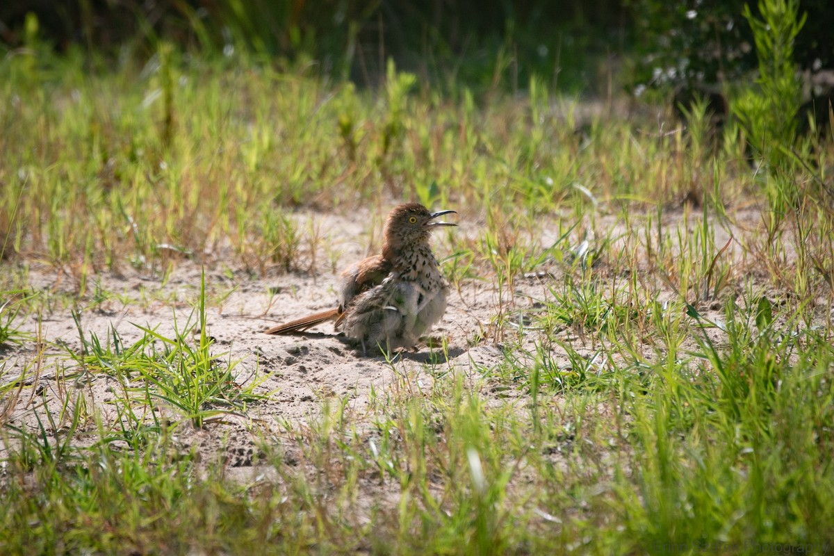 brunspottefugl - ML432282051
