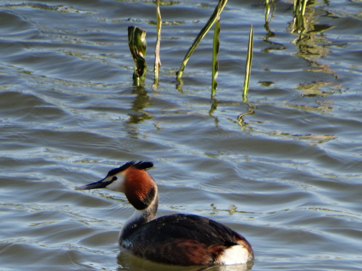 Great Crested Grebe - ML432283551