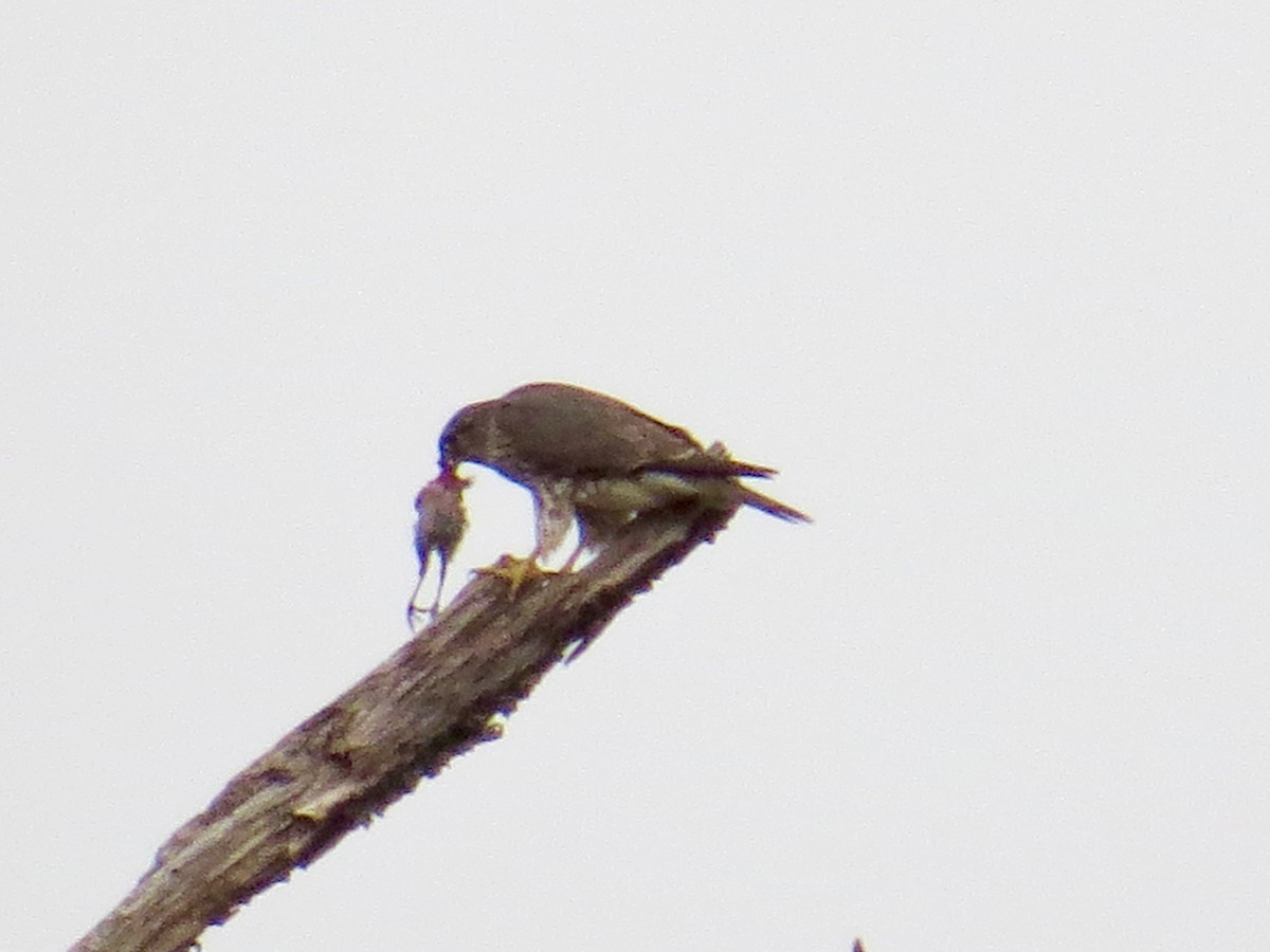 Faucon émerillon - ML432284691