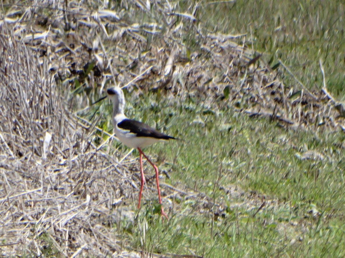 Black-winged Stilt - ML432285221