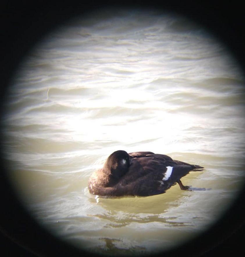 White-winged Scoter - ML432285921