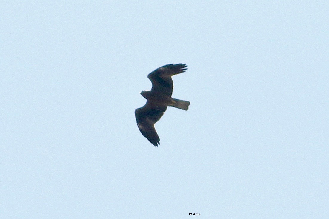 Black Kite - ML432286751