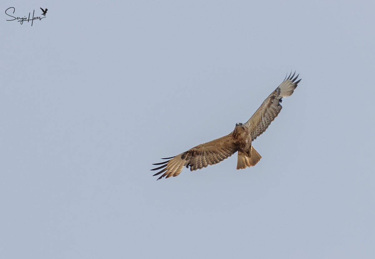 Long-legged Buzzard - ML432289271