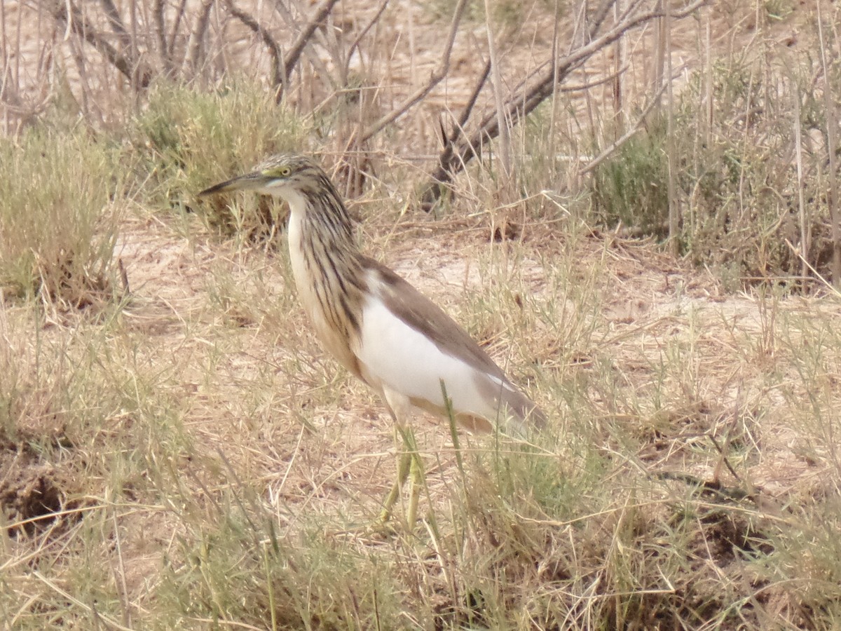 Squacco Heron - ML432291311