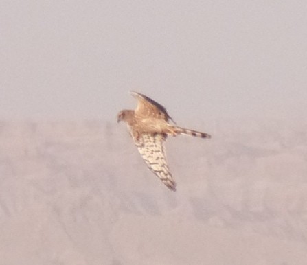 Montagu's Harrier - ML432291331