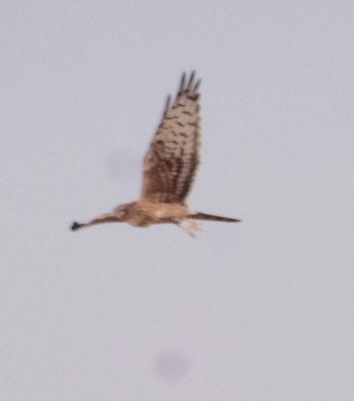 Montagu's Harrier - ML432291341