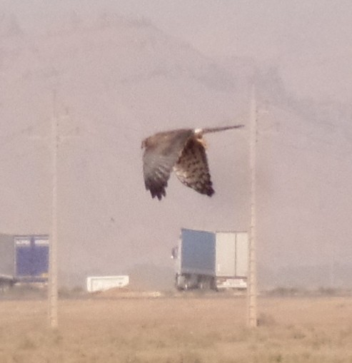 Montagu's Harrier - ML432291951