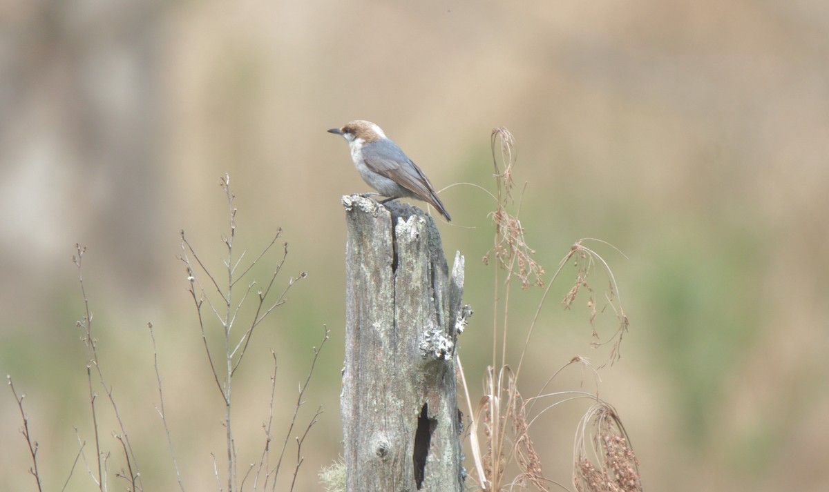 Brown-headed Nuthatch - ML432293541