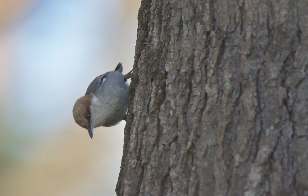 Brown-headed Nuthatch - ML432293561
