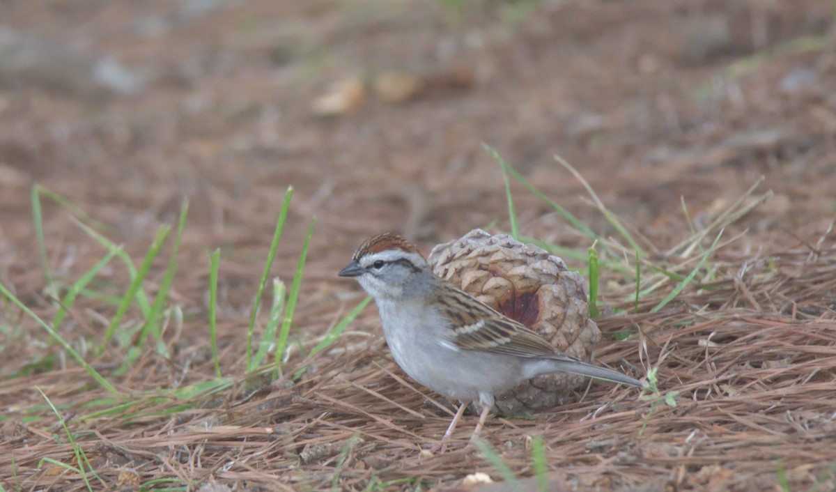 Chipping Sparrow - ML432293751