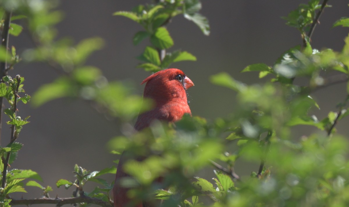 Northern Cardinal - ML432293861