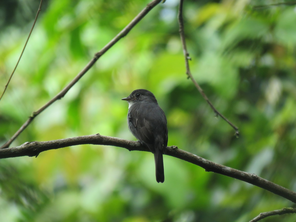 White-throated Pewee - ML432295711