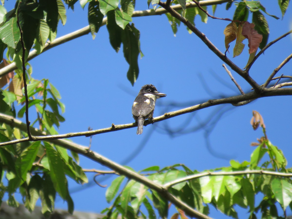 Pied Puffbird - ML432296921