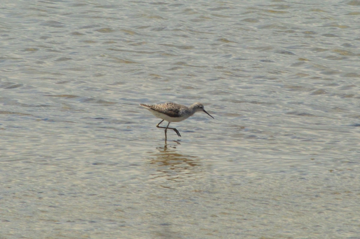 Marsh Sandpiper - ML432297211