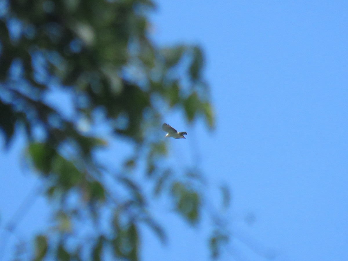 Black-and-white Hawk-Eagle - ML432297601