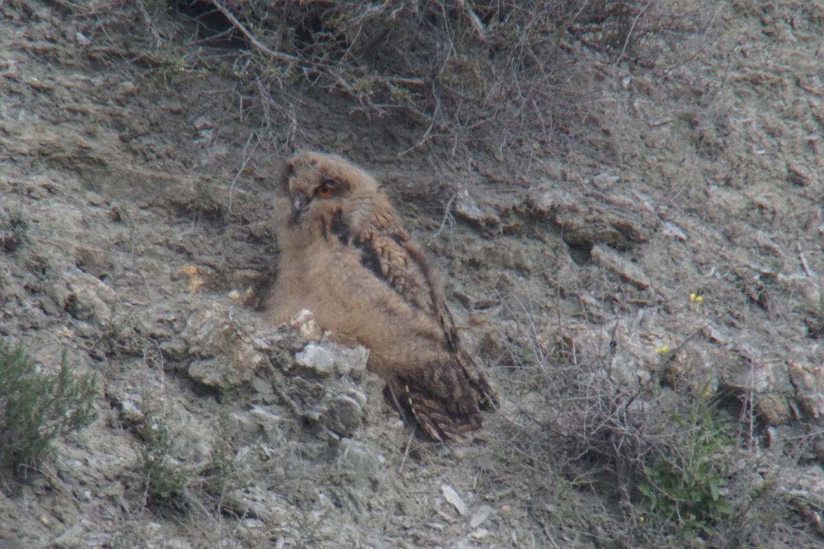 Eurasian Eagle-Owl - ML432299761