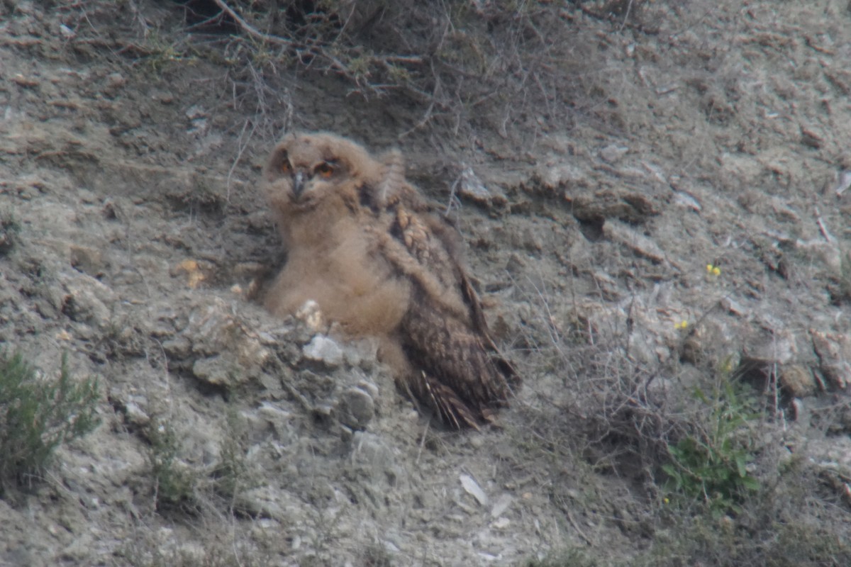 Eurasian Eagle-Owl - ML432299771