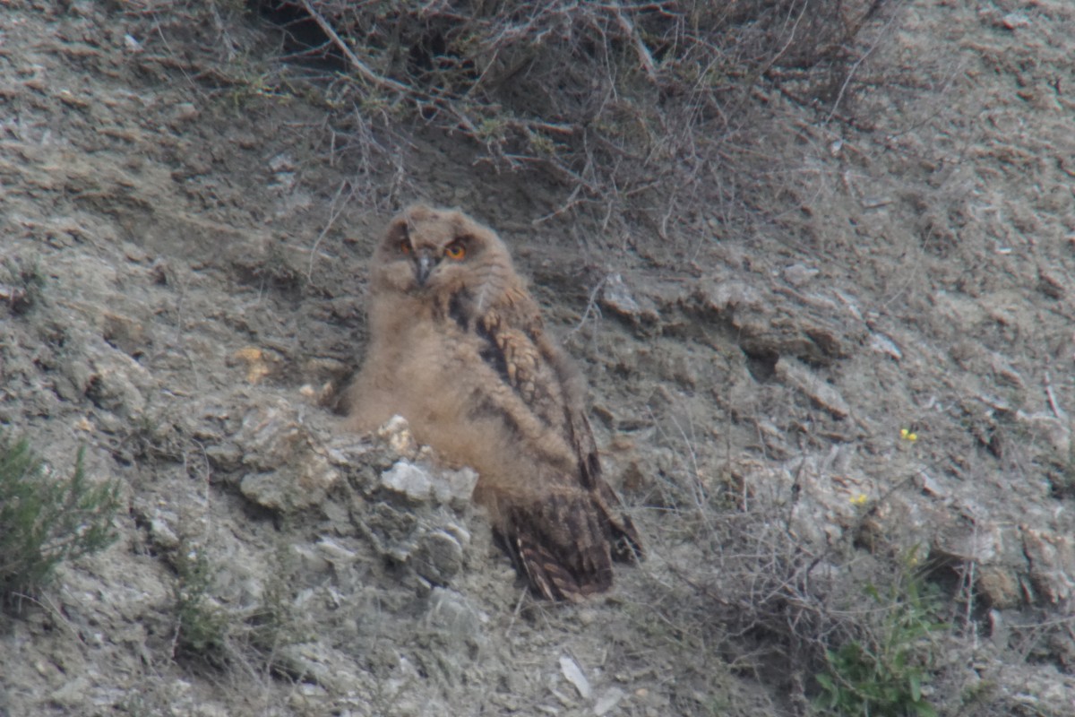 Eurasian Eagle-Owl - ML432299781
