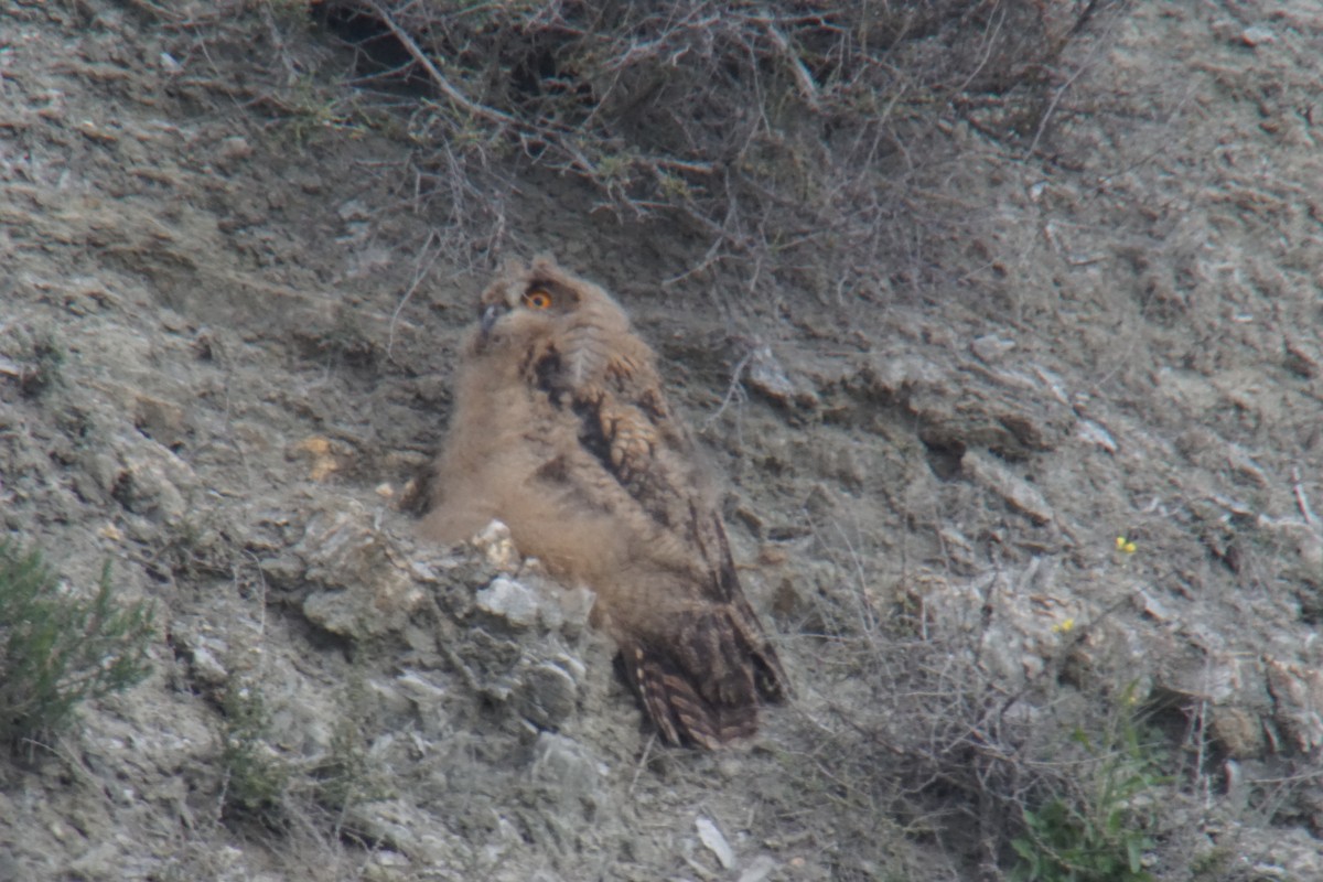 Eurasian Eagle-Owl - ML432299791