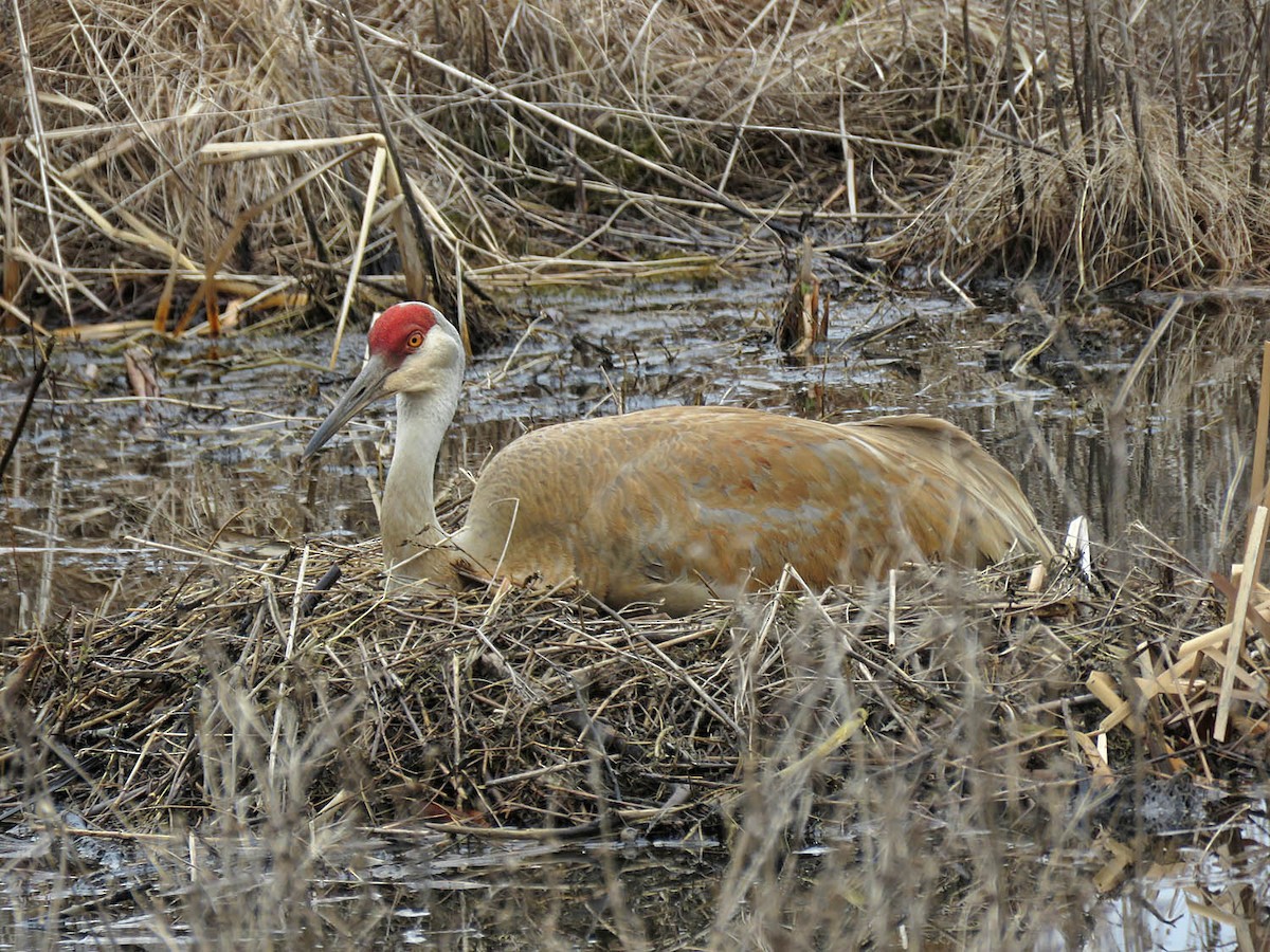 Sandhill Crane - Thomas Schultz