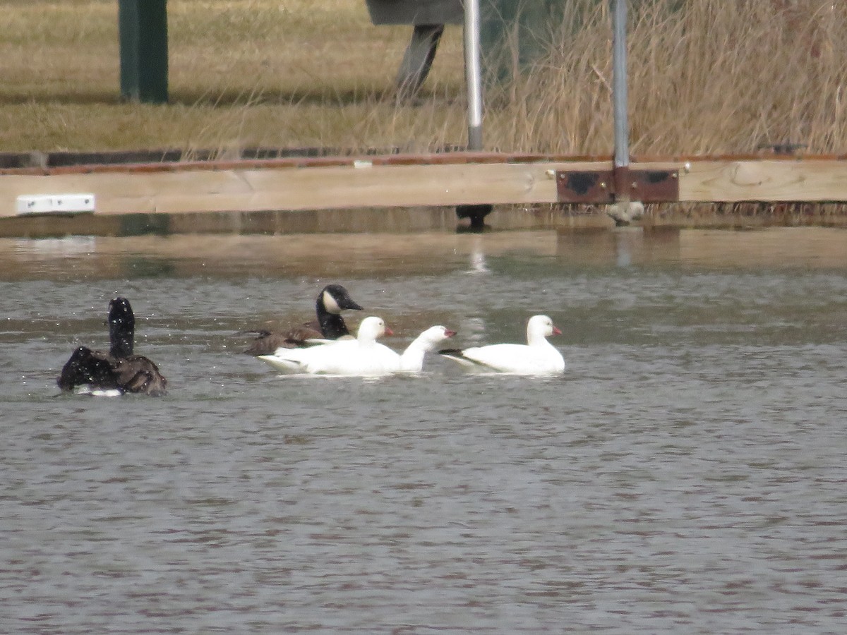 Ross's Goose - ML432309141