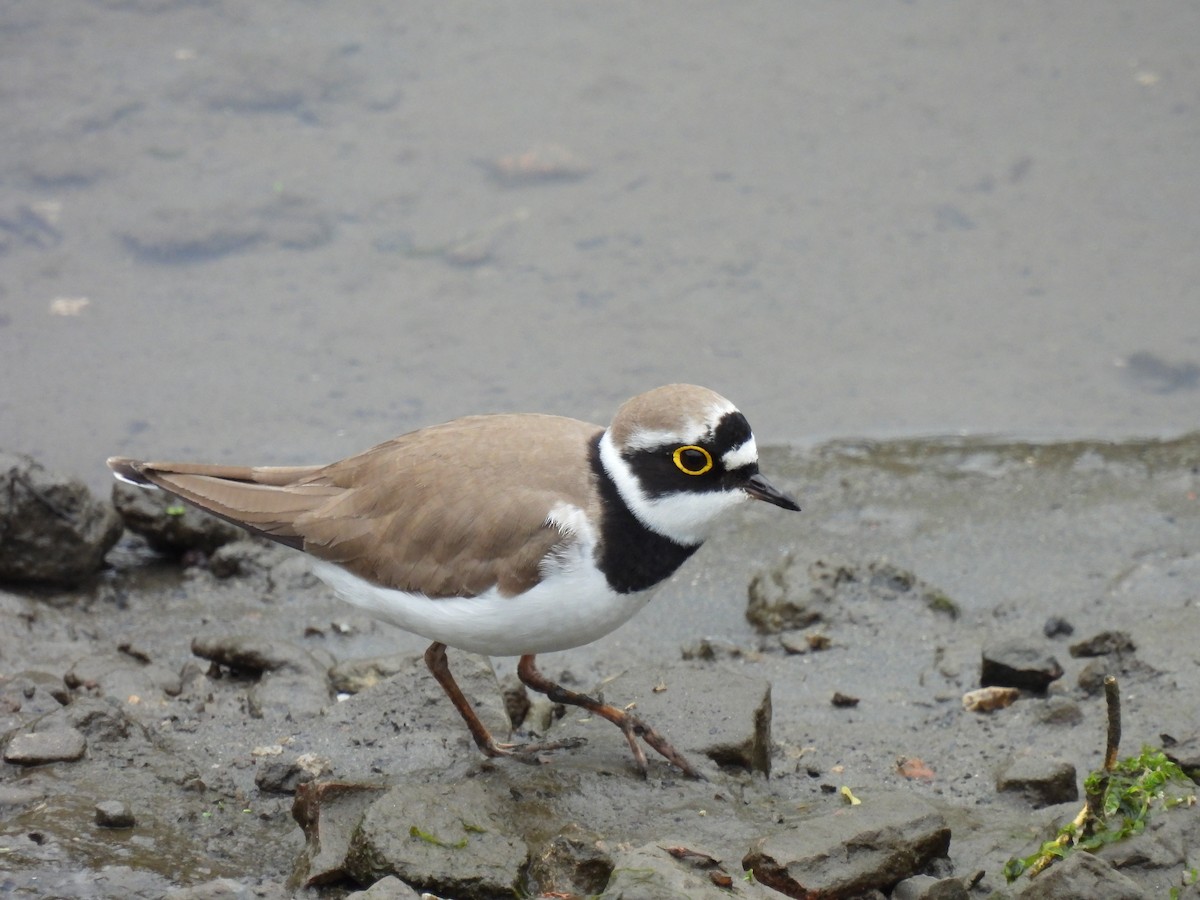 Little Ringed Plover - ML432309371