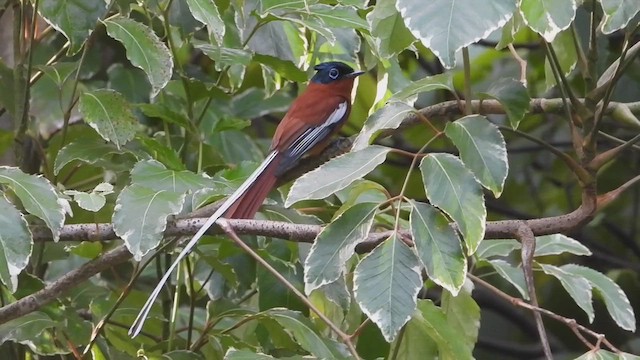 Tchitrec malgache (groupe mutata) - ML432310411