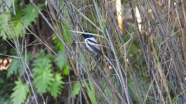 Tchitrec malgache (groupe mutata) - ML432310481