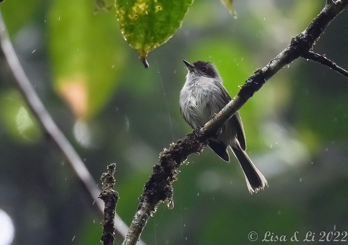 Rufous-browed Tyrannulet - Lisa & Li Li