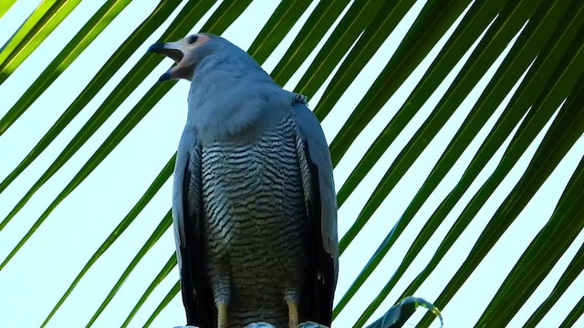 Madagascar Harrier-Hawk - ML432310921