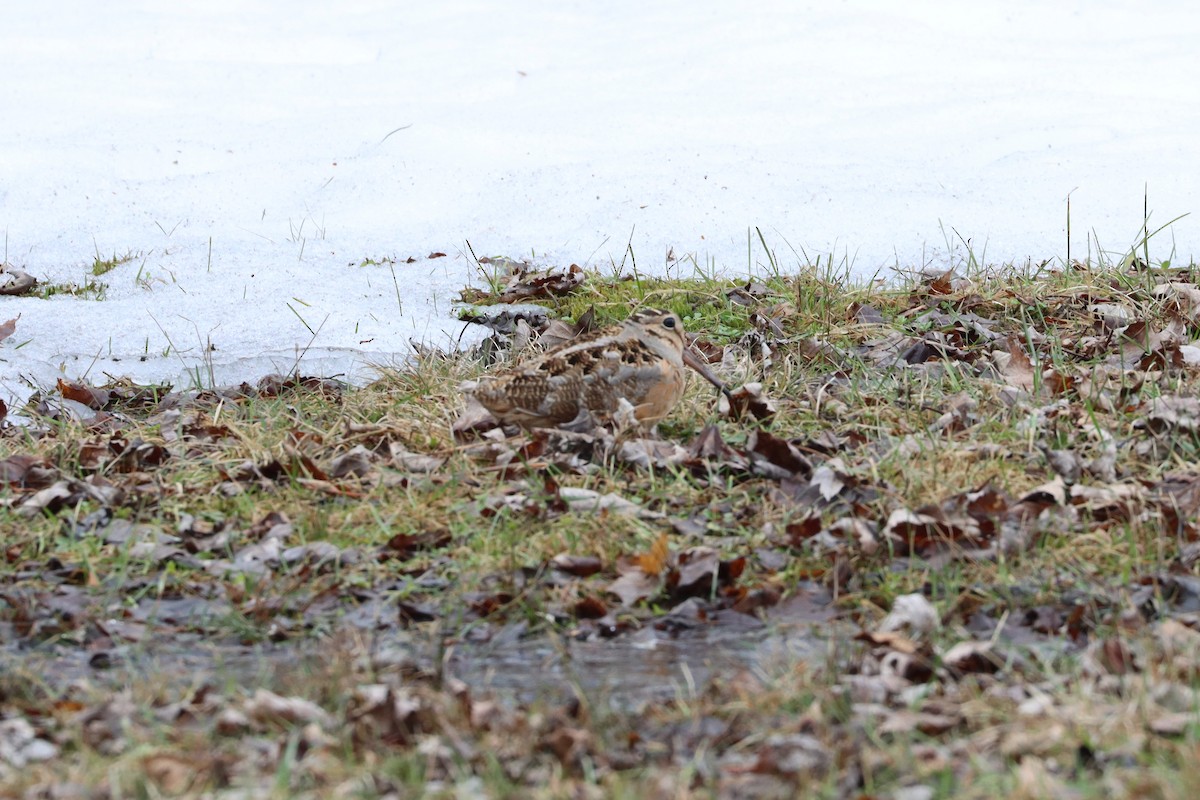 American Woodcock - ML432312421