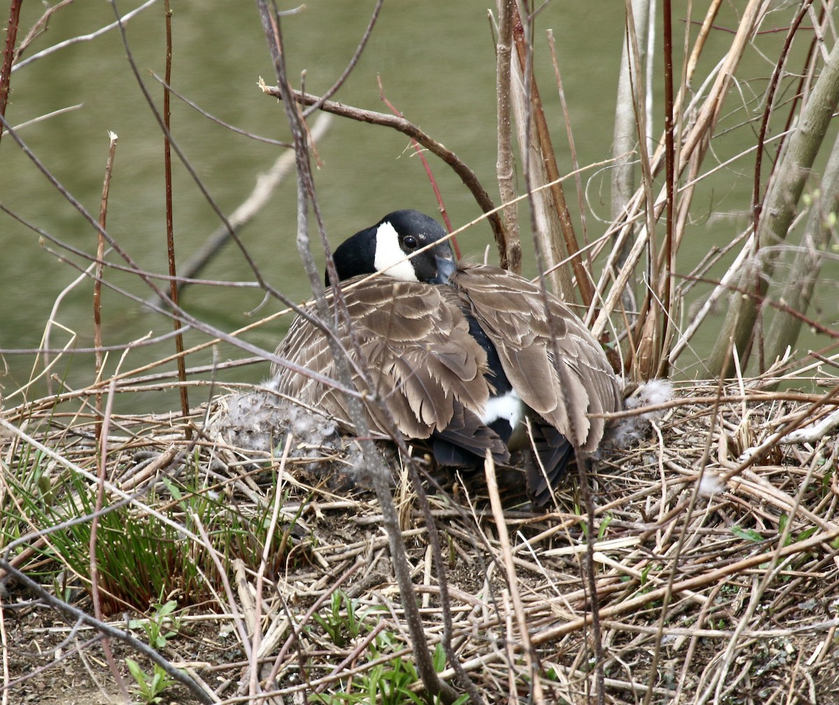 Canada Goose - ML432312551