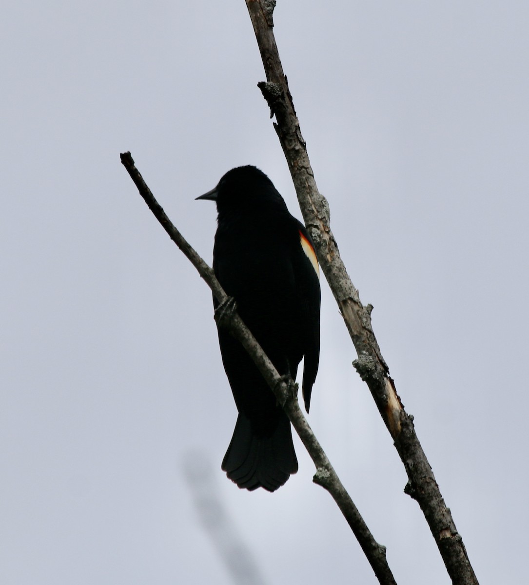 Red-winged Blackbird - ML432312631