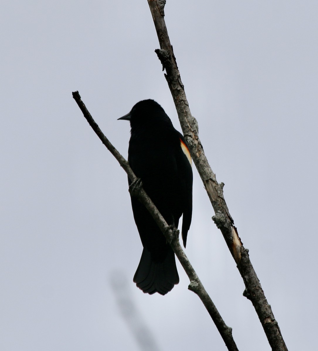 Red-winged Blackbird - Jeffrey Cohen