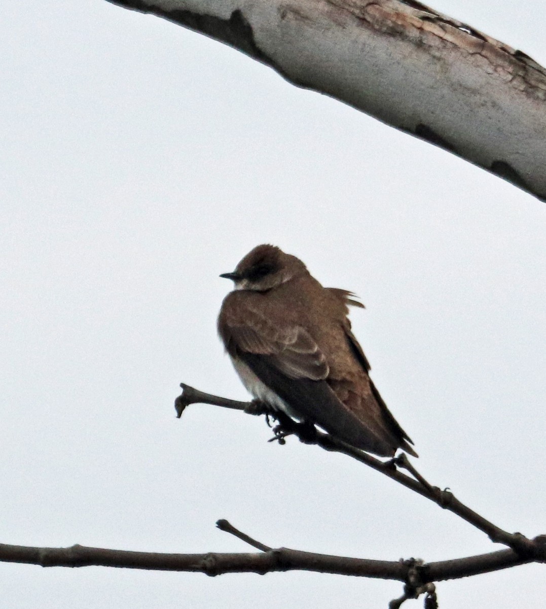 Tree Swallow - ML432312951